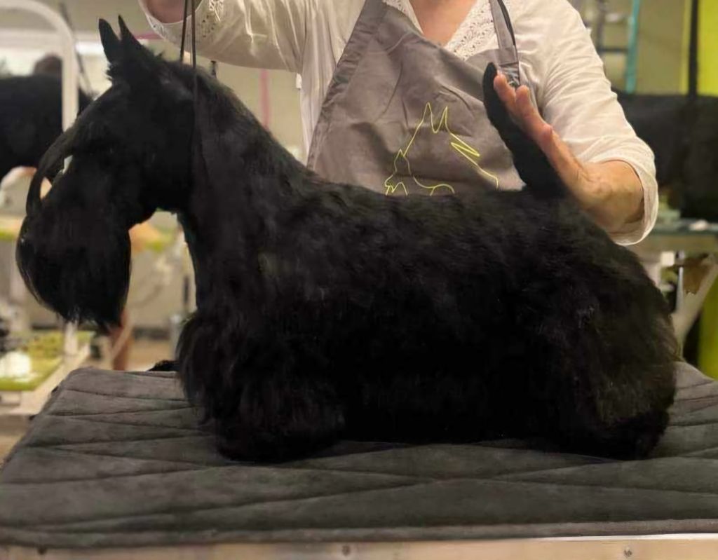 Les Scottish Terrier de l'affixe De La Twenty Century Fox