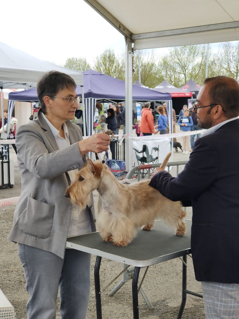 De La Twenty Century Fox - 23/04/2023 Exposition Canine Internationale Auch