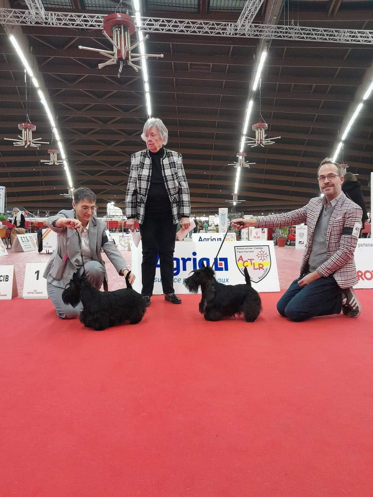 De La Twenty Century Fox - 21/01/2023 Exposition Canine Nationale Perpignan