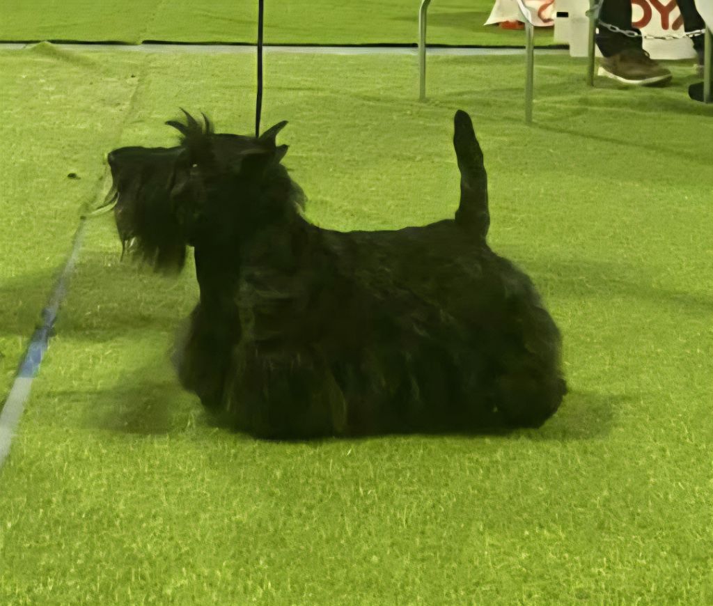 De La Twenty Century Fox - Exposition Internationale de Béziers 2025