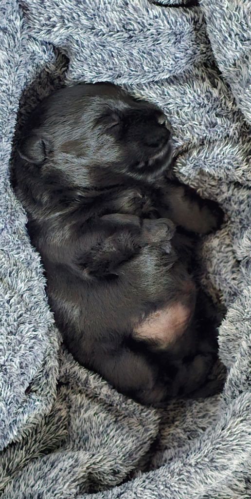 NAISSANCE DE "LOOKY" le petit scottish terrier